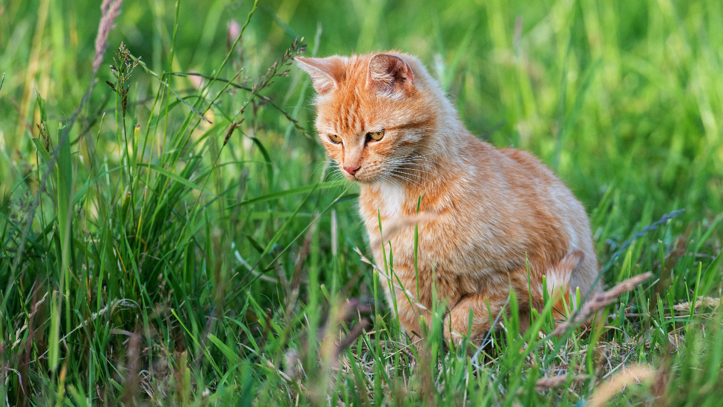 Бастерия. Спасение одержимых. Знакомство с драконом